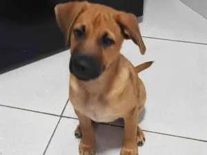 Cachorro raça SRD-ViraLata idade 2 a 6 meses nome Amendoim 