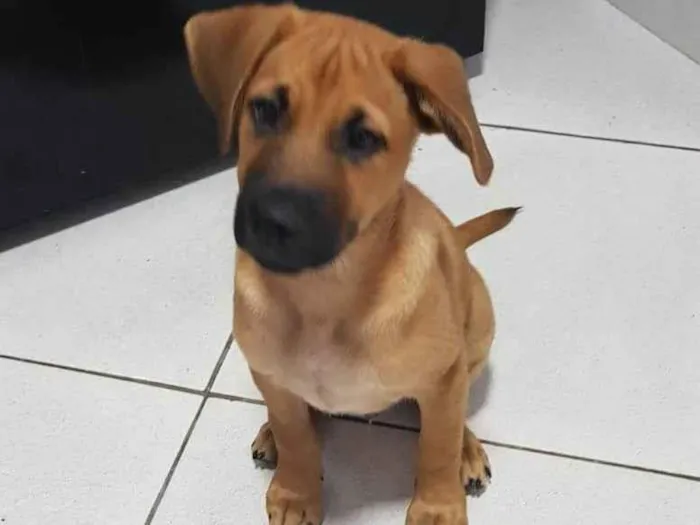 Cachorro ra a SRD-ViraLata idade 2 a 6 meses nome Amendoim 