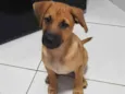 Amendoim