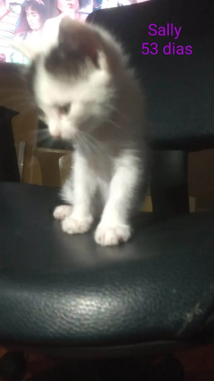 Gato ra a SRD-ViraLata idade 2 a 6 meses nome Samy/ Puma e Roko