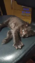 Samy/ Puma e Roko