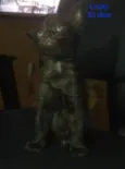 Samy/ Puma e Roko