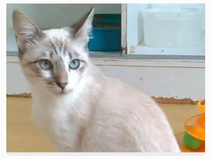 Gato ra a srd idade 7 a 11 meses nome NINO