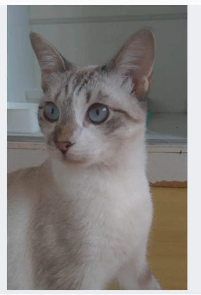 Gato ra a srd idade 7 a 11 meses nome NINO