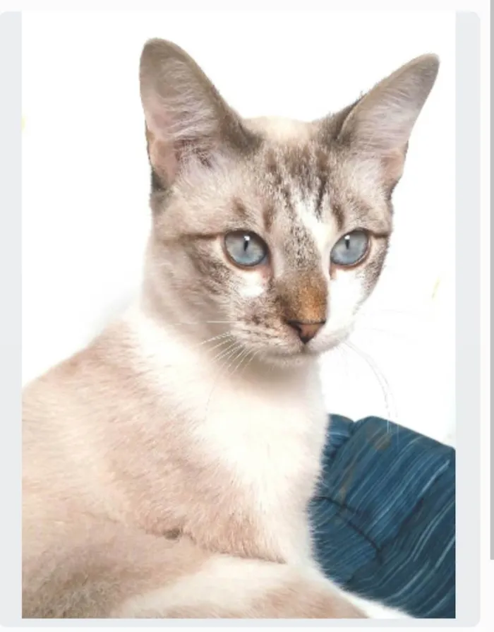 Gato ra a srd idade 7 a 11 meses nome NINO