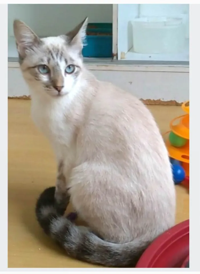 Gato ra a srd idade 7 a 11 meses nome NINO