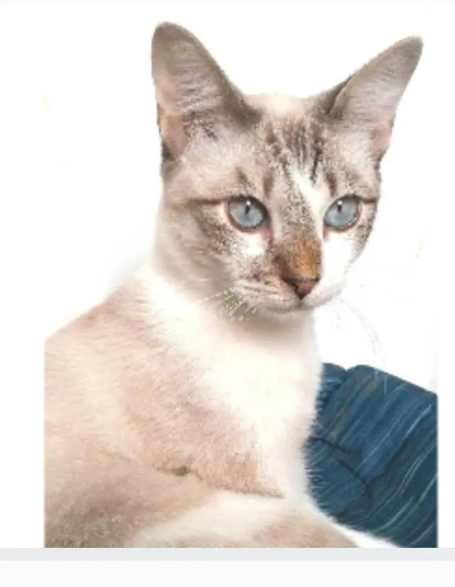 Gato ra a srd idade 7 a 11 meses nome NINO