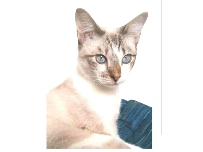 Gato ra a srd idade 7 a 11 meses nome NINO