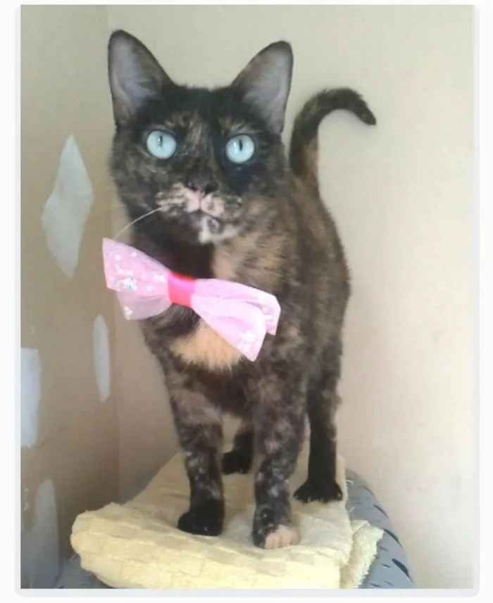 Gato ra a srd escaminha rosét  idade 2 anos nome VITÓRIA 
