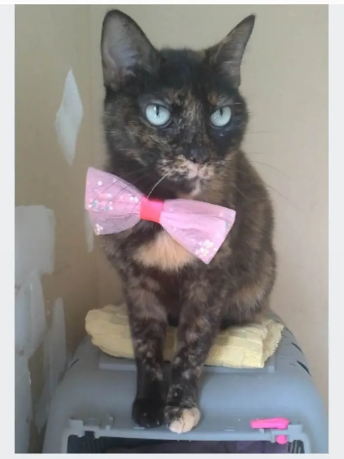 Gato ra a srd escaminha rosét  idade 2 anos nome VITÓRIA 