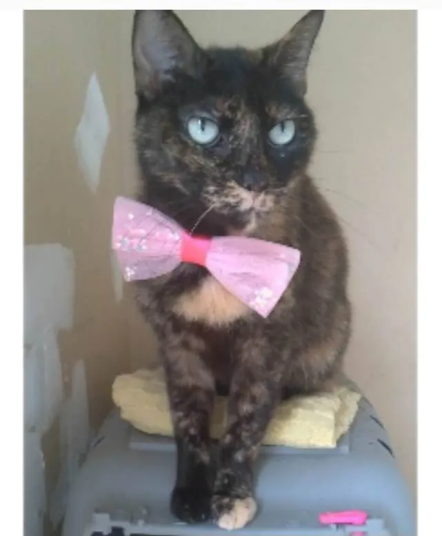 Gato ra a srd escaminha rosét  idade 2 anos nome VITÓRIA 