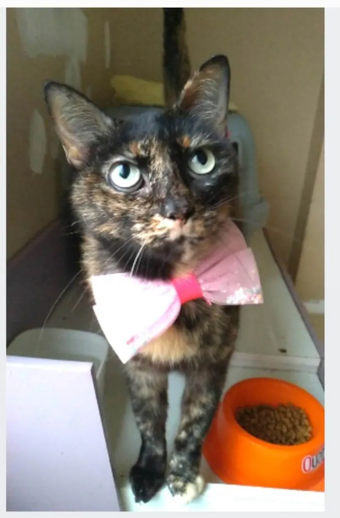 Gato ra a srd escaminha rosét  idade 2 anos nome VITÓRIA 