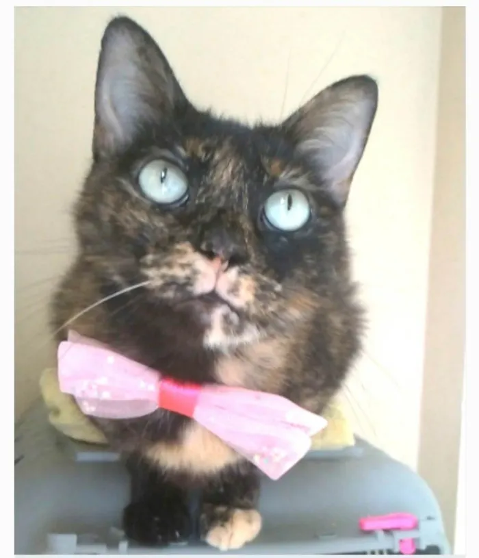Gato ra a srd escaminha rosét  idade 2 anos nome VITÓRIA 