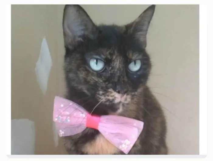Gato ra a srd escaminha rosét  idade 2 anos nome VITÓRIA 
