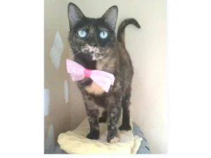 Gato raça srd escaminha rosét  idade 2 anos nome VITÓRIA 
