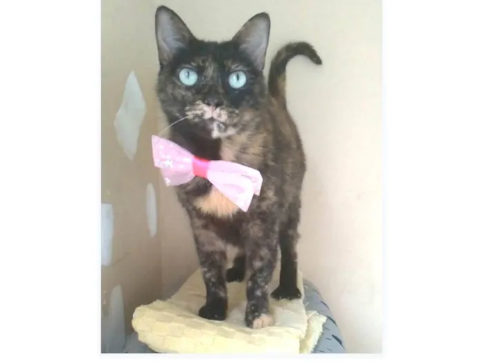 Gato ra a srd escaminha rosét  idade 2 anos nome VITÓRIA 
