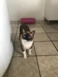 Campeão , Zeca , Simba