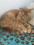 Campeão , Zeca , Simba