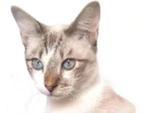 Gato raça srd idade 7 a 11 meses nome NINO