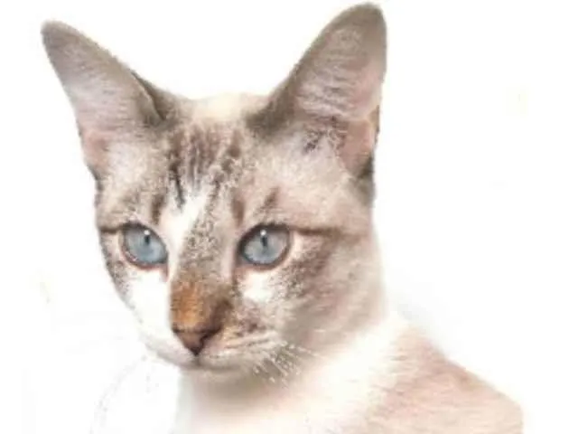 Gato ra a srd idade 7 a 11 meses nome NINO
