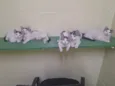 Gatinhod