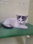 Gatinhod