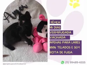 Gato raça SRD-ViraLata idade Abaixo de 2 meses nome Puma 