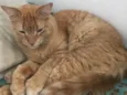 Campeão , Zeca , Simba
