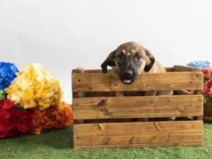 Cachorro raça SRD-ViraLata idade 2 a 6 meses nome Pedrita