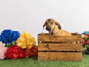 Cachorro raça SRD-ViraLata idade 2 a 6 meses nome Tico