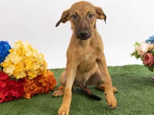 Cachorro raça SRD-ViraLata idade 2 a 6 meses nome Teco 