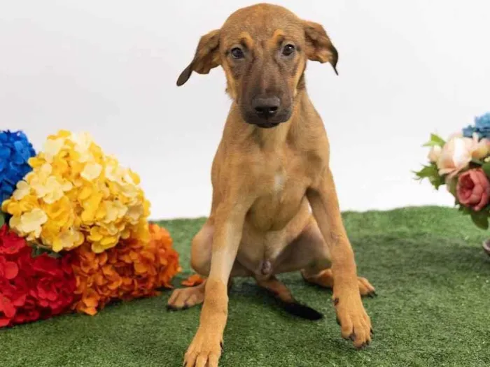 Cachorro ra a SRD-ViraLata idade 2 a 6 meses nome Teco 