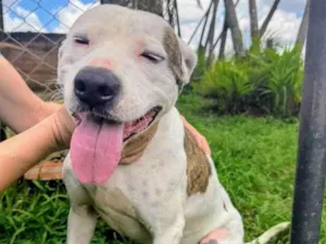 Cachorro raça Pit-Bull idade 2 anos nome Theo 