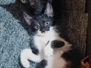 Gato raça SRD-ViraLata idade Abaixo de 2 meses nome Macho e fêmea 