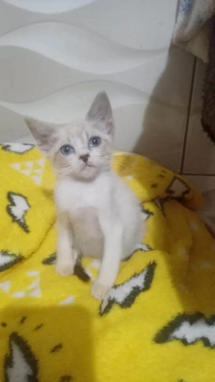 Gato ra a SRD-ViraLata idade Abaixo de 2 meses nome FILHOTE