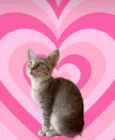 Ming bb2meses linda gatinha