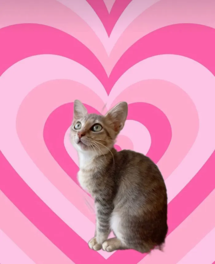 Gato ra a SRD-ViraLata idade 2 a 6 meses nome Ming bb2meses linda gatinha 