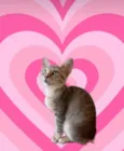 Ming bb2meses linda gatinha
