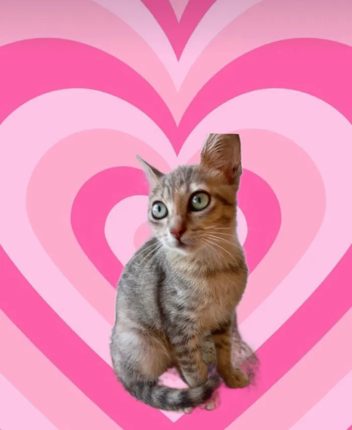 Gato ra a SRD-ViraLata idade 2 a 6 meses nome Ming bb2meses linda gatinha 