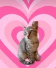 Ming bb2meses linda gatinha