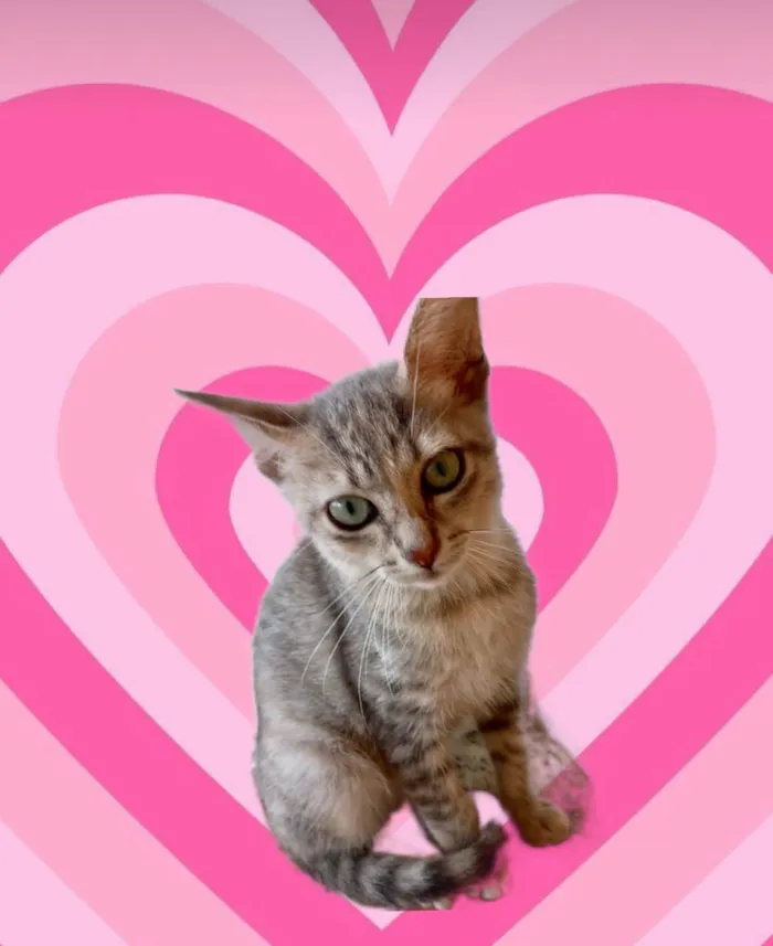 Gato ra a SRD-ViraLata idade 2 a 6 meses nome Ming bb2meses linda gatinha 