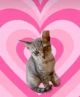 Ming bb2meses linda gatinha