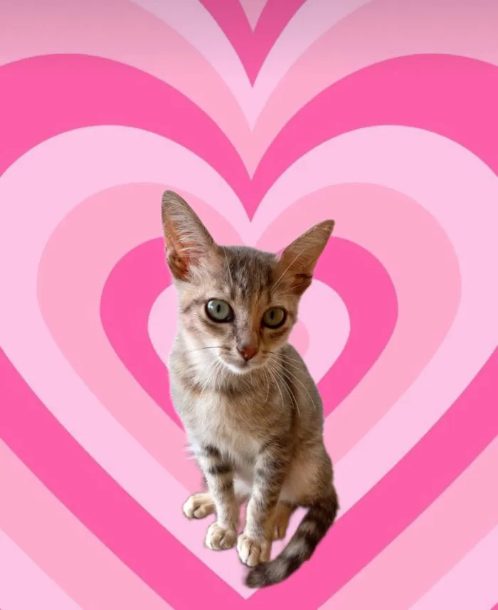 Gato ra a SRD-ViraLata idade 2 a 6 meses nome Ming bb2meses linda gatinha 