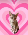 Ming bb2meses linda gatinha