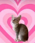 Ming bb2meses linda gatinha