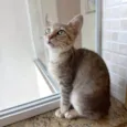 Ming bb2meses linda gatinha