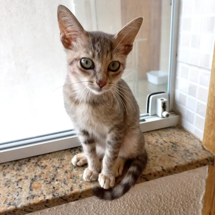 Gato ra a SRD-ViraLata idade 2 a 6 meses nome Ming bb2meses linda gatinha 