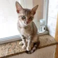Ming bb2meses linda gatinha