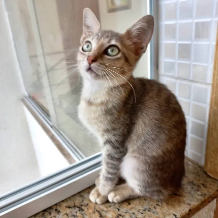 Gato ra a SRD-ViraLata idade 2 a 6 meses nome Ming bb2meses linda gatinha 