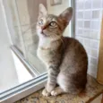 Ming bb2meses linda gatinha